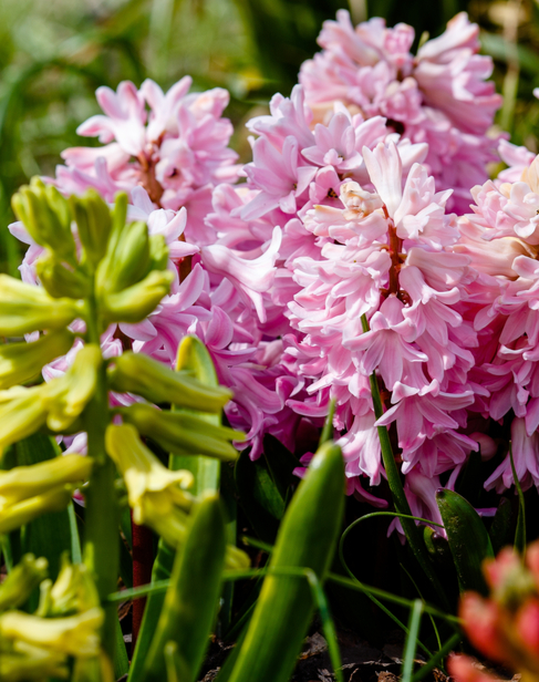 Hyacint bio bloembollen online kopen | KoopBloembollen.nl