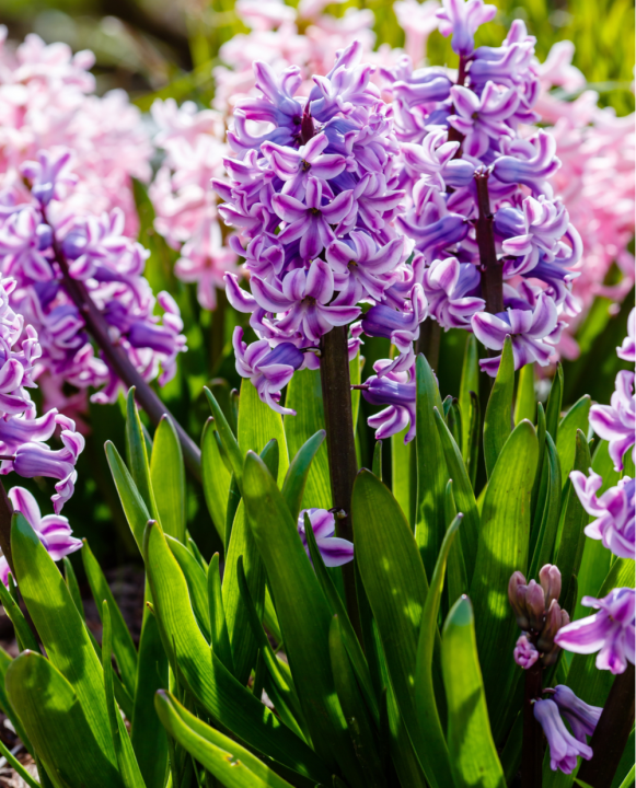 Hyacint bloembollen online kopen | KoopBloembollen.nl