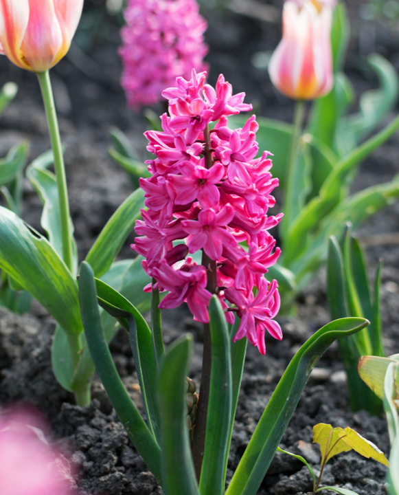 Hyacint bloembollen voor de tuin online kopen | KoopBloembollen.nl