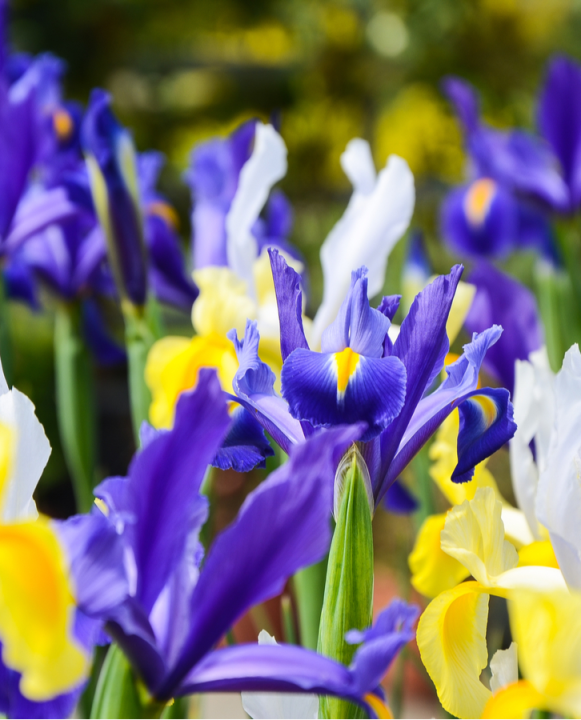 Iris Hollandica bloembollen online kopen | KoopBloembollen.nl