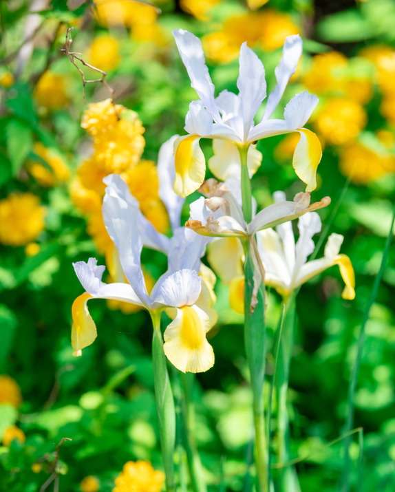 Iris bloembollen online kopen doe je op KoopBloembollen.nl!