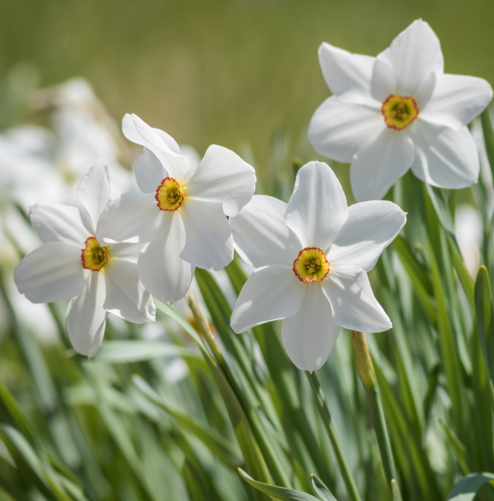 Kleinkronige narcis bloembollen kopen | KoopBloembollen.nl