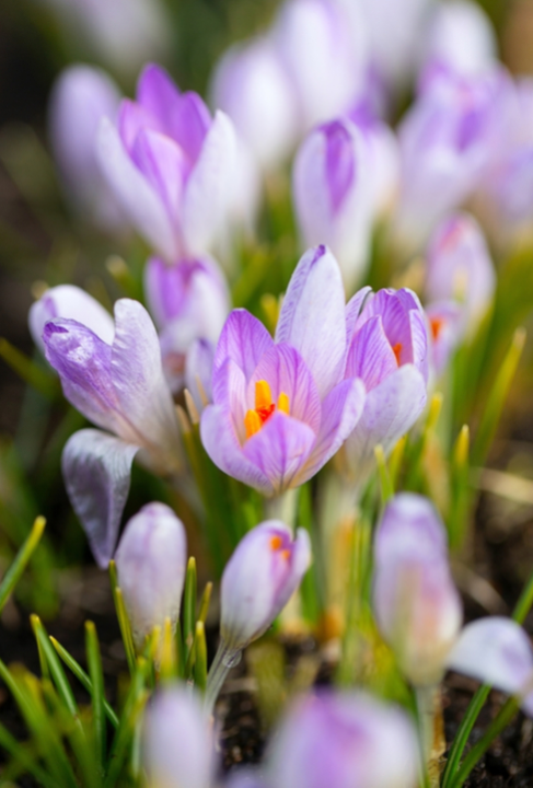 Krokus bio bloembollen online kopen | KoopBloembollen.nl