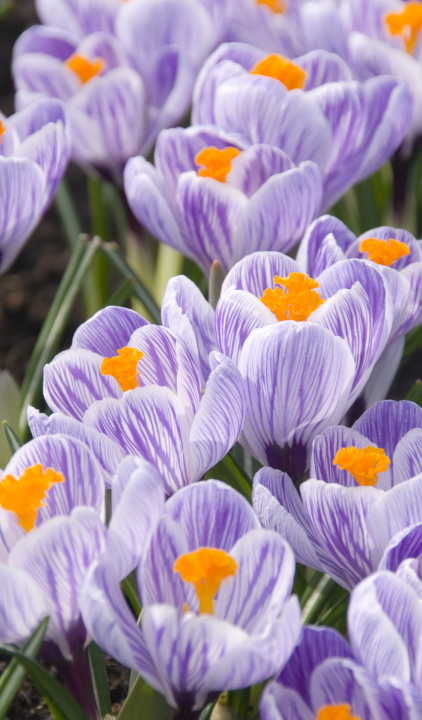 Krokus bloembollen online kopen | KoopBloembollen.nl