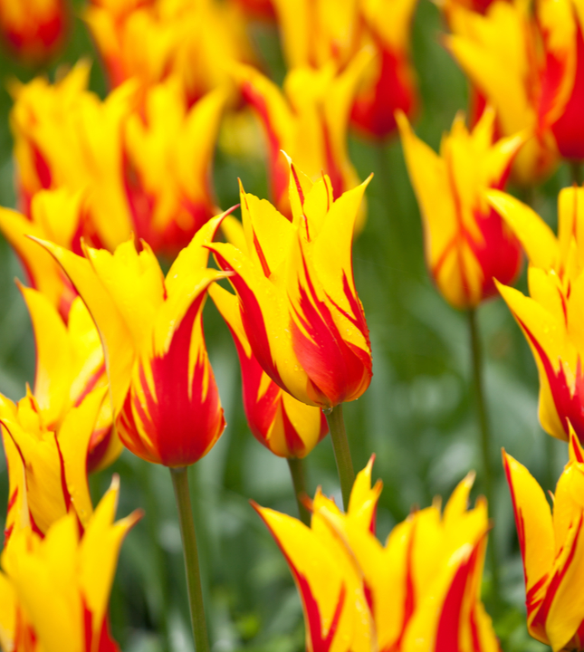 Leliebloemige tulpenbollen online kopen | KoopBloembollen.nl