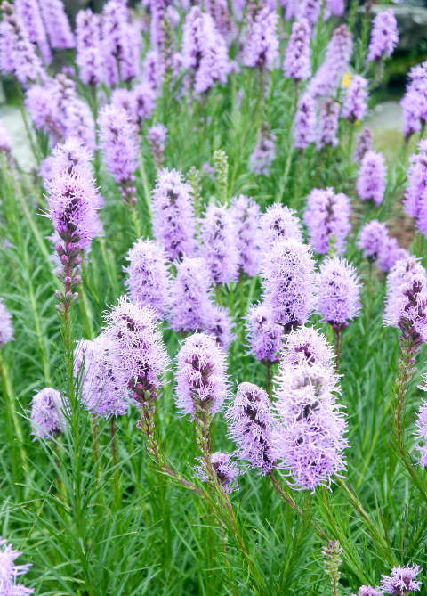 Liatris koop je op KoopBloembollen.nl!