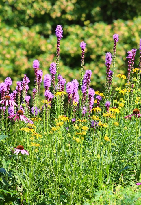 Liatris bollen koop je op KoopBloembollen.nl!