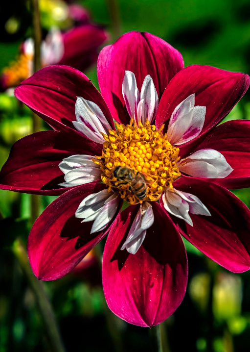 Deze Mignon dahlia's zijn als de sterren van je zomertuin. Koop ze op KoopBloembollen.nl!