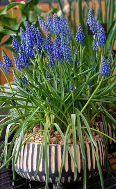 Muscari (blauwe druifjes) bloembollen online kopen | KoopBloembollen.nl