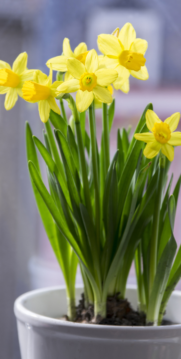 Narcissen kopen op KoopBloembollen.nl!