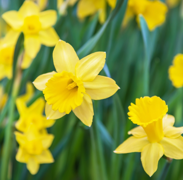 Narcis bio bloembollen online kopen | KoopBloembollen.nl