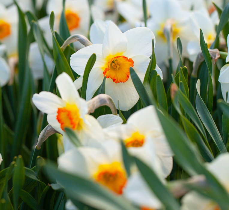 Narcis bloembollen online kopen | KoopBloembollen.nl