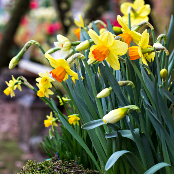 Narcis bloembollen online kopen | KoopBloembollen.nl