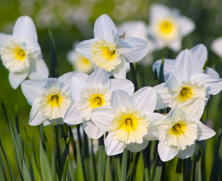 Goedkope grootbloemige narcis bloembollen online kopen | KoopBloembollen.nl