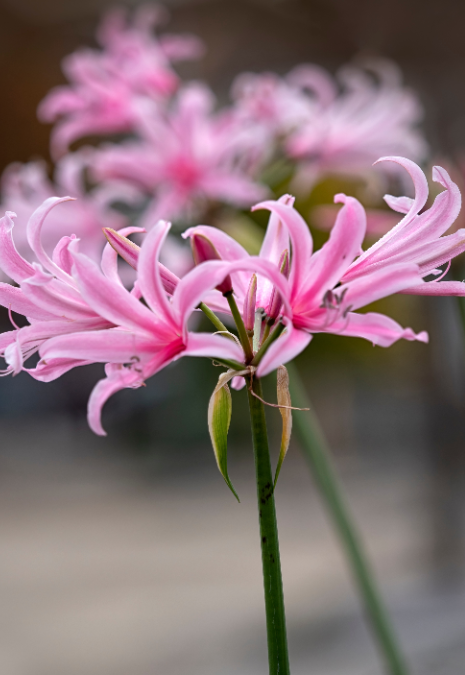Diverse vaste planten bloembollen, zoals Nerine, koop je op KoopBloembollen.nl!