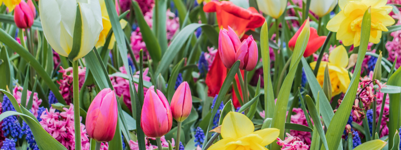 Bloembollen planten in het najaar | KoopBloembollen.nl Bloembollen planten in het najaar | KoopBloembollen.nl