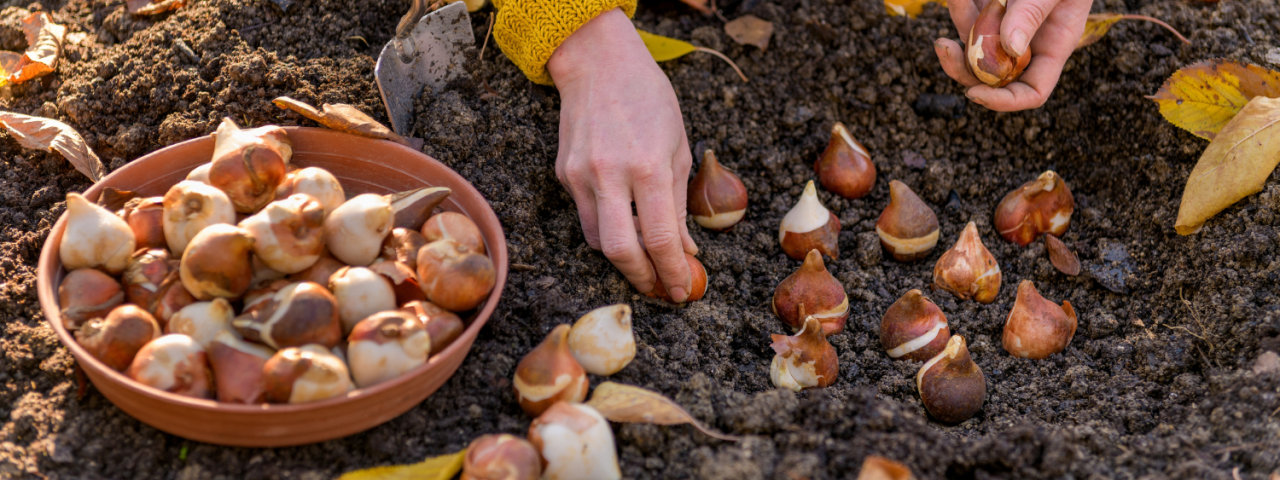Bloembollen planten in het najaar | KoopBloembollen.nl Bloembollen planten in het najaar | KoopBloembollen.nl