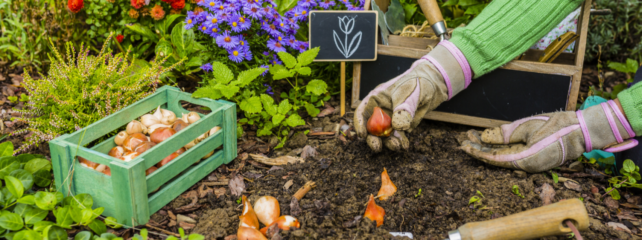 Bloembollen planten in het najaar | KoopBloembollen.nl Bloembollen planten in het najaar | KoopBloembollen.nl