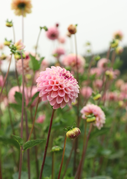 Shop pompon dahlia's op KoopBloembollen.nl!