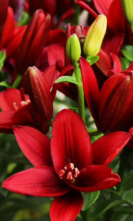 Lelie bloembollen African Queen online kopen doe je op KoopBloembollen.nl!