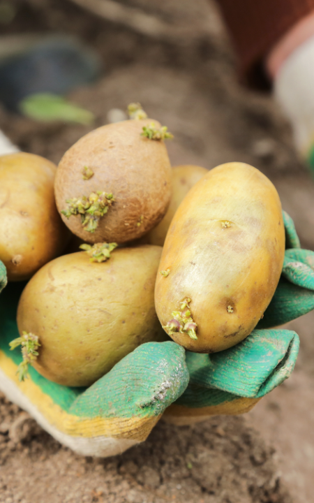 De lekkerste groente, zoals onze pootaardappelen, koop je op KoopBloembollen.nl! De lekkerste groente, zoals onze pootaardappelen, koop je op KoopBloembollen.nl!