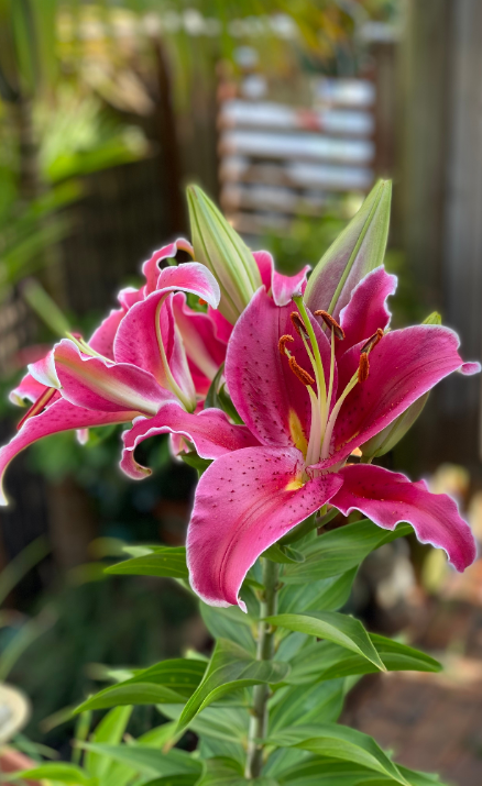 Lelie bloembollen Stargazer online kopen doe je op KoopBloembollen.nl!