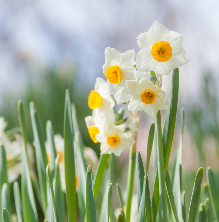 Tazetta narcis bloembollen kopen | KoopBloembollen.nl