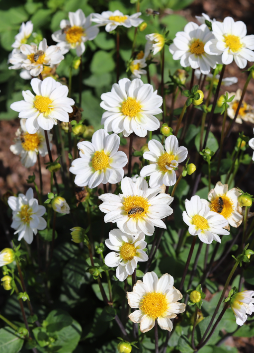 Shop topmix dahlia's op KoopBloembollen.nl!