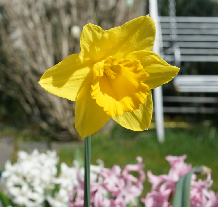 Trompet narcisbollen online kopen | KoopBloembollen.nl