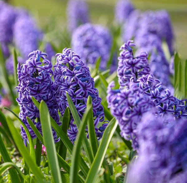 Hyacint planten? Bloembollen online kopen | KoopBloembollen.nl