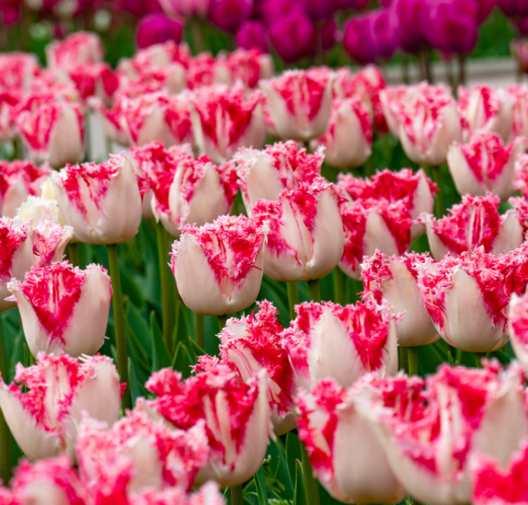 Tulpenbollen met franjes online kopen | KoopBloembollen.nl