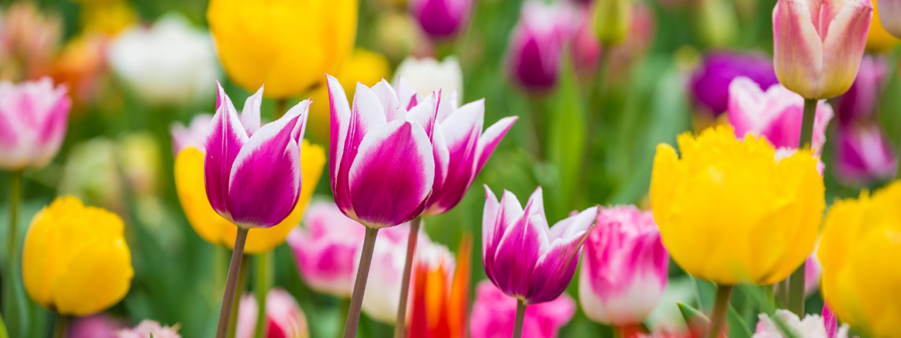 Welke tulp past bij jouw tuin? KoopBloembollen.nl Welke tulp past bij jouw tuin? KoopBloembollen.nl