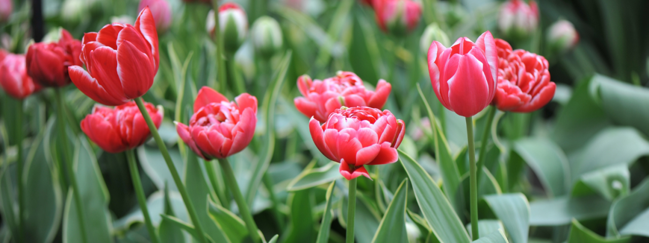 Welke tulp past bij jouw tuin? KoopBloembollen.nl Welke tulp past bij jouw tuin? KoopBloembollen.nl