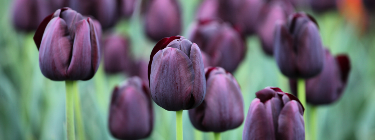 Welke tulp past bij jouw tuin? KoopBloembollen.nl Welke tulp past bij jouw tuin? KoopBloembollen.nl