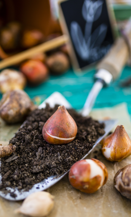 Hoe bloembollen planten? Je leest het op KoopBloembollen.nl!