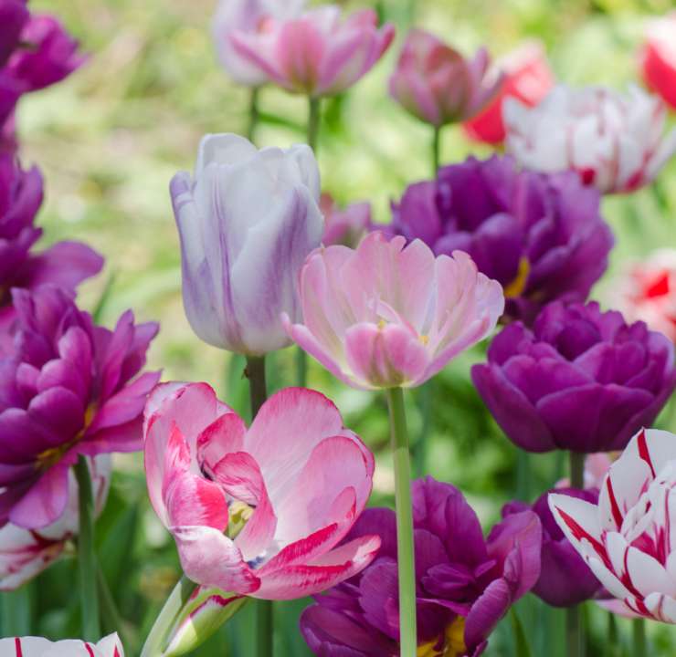Tulpenbollen: bio bloembollen online kopen | KoopBloembollen.nl