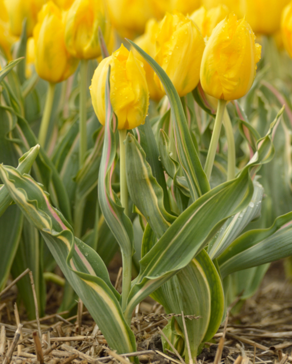 Goedkope tulpen bloembollen online kopen | KoopBloembollen.nl