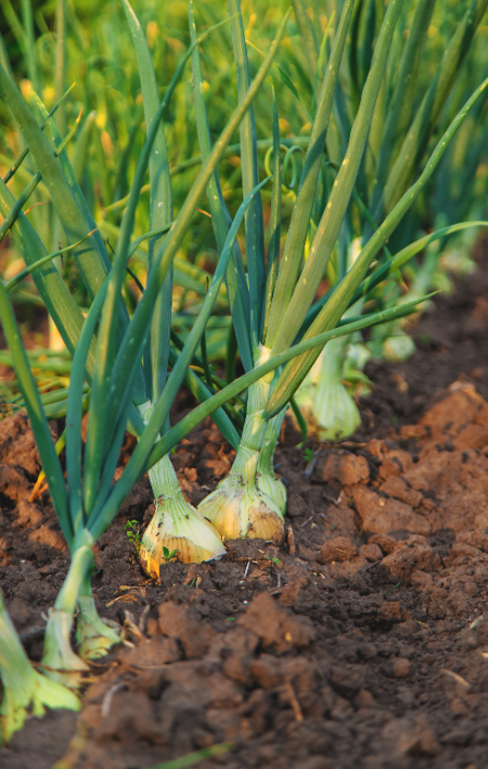 De lekkerste groente, zoals onze uien, sjalotten en knoflook, koop je op KoopBloembollen.nl!