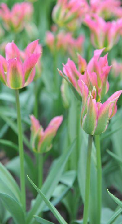 Viridiflora tulpenbollen kopen | KoopBloembollen.nl