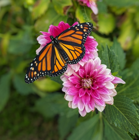 Goedkope bio bloembollen online kopen | KoopBloembollen.nl