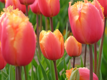 Tulpen, tulpen en nog eens tulpen: welke tulp past bij jouw tuin?