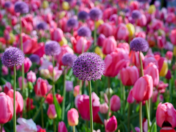 Van februari tot mei bloemen: zo maak je een bloembollenplan met maandenlang kleur
