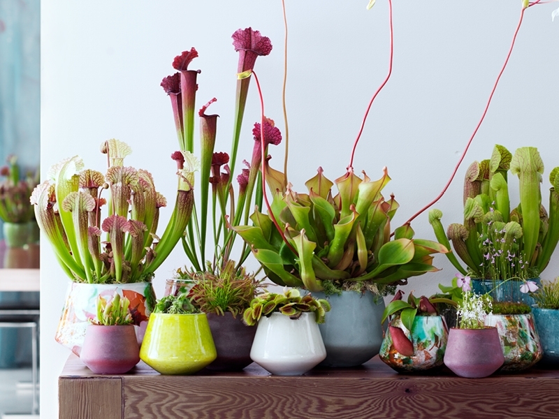Vleesetende planten, de maand augustus - Bloembollen Goedkoop Bloembollen online Bestellen!
