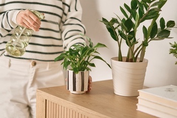 Wintertijd: verzorgingstips voor kamerplanten