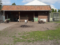 De lunchroom van de Oosteinde Hillegom