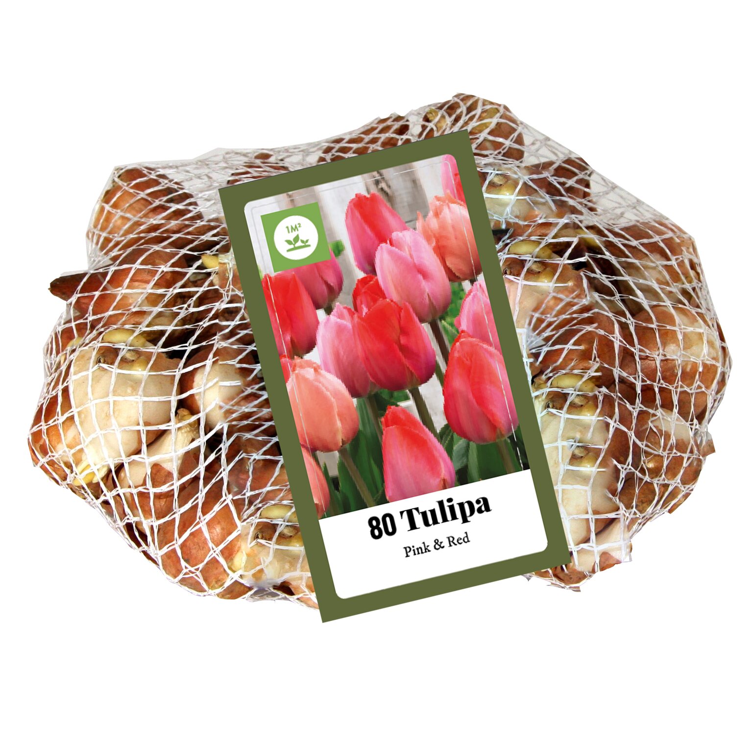 single Baars inhoudsopgave 80 tulpen roze / rood - Bloembollen Kopen? | Goedkoop Bloembollen online  Bestellen!