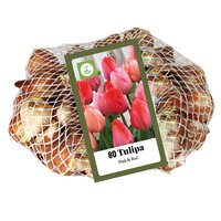 80 tulpen  roze / rood