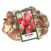 80 tulpen roze / rood