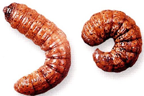 Ecostyle aaltjes tegen aardrups 60 m² - afbeelding 2