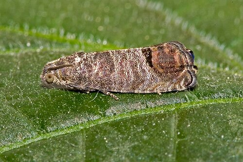 Ecostyle Aaltjes tegen larven fruitmot 60 m² - afbeelding 2